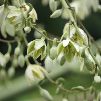 Furcraea foetida (L.) Haw.